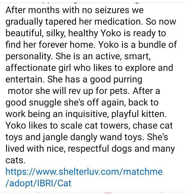 Meet me by Appointment only. YOKO Black and white female 5 months old Would love a cat buddy Eats Purina One kitten She's lived with nice, respectful dogs and many cats. shelterluv.com/matchme/adopt/… #adoptdontshop #adoptme #kittens #petsmart1184 #rosevilleca