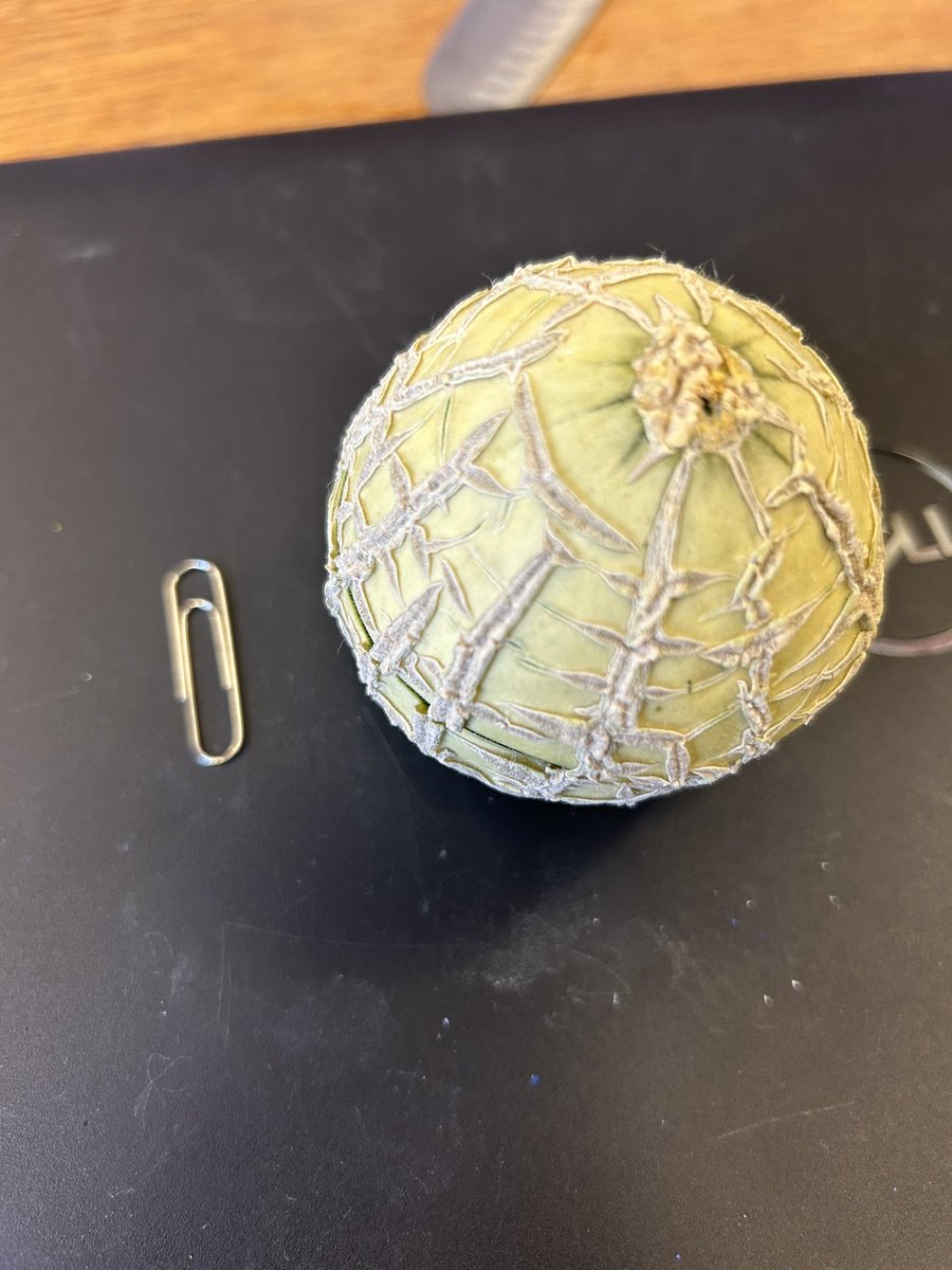 Our cantaloupe got too heavy for the vine this week and fell off. We decided to cut it in half and were surprised to see it ripe b/c of its size. So we each got a small bite: yum! Definitely going to use our <a href="/SucSeedCanada/">SucSeed</a> hydroponics to grow more next year <a href="/GretnaG/">Gretna Green</a>!