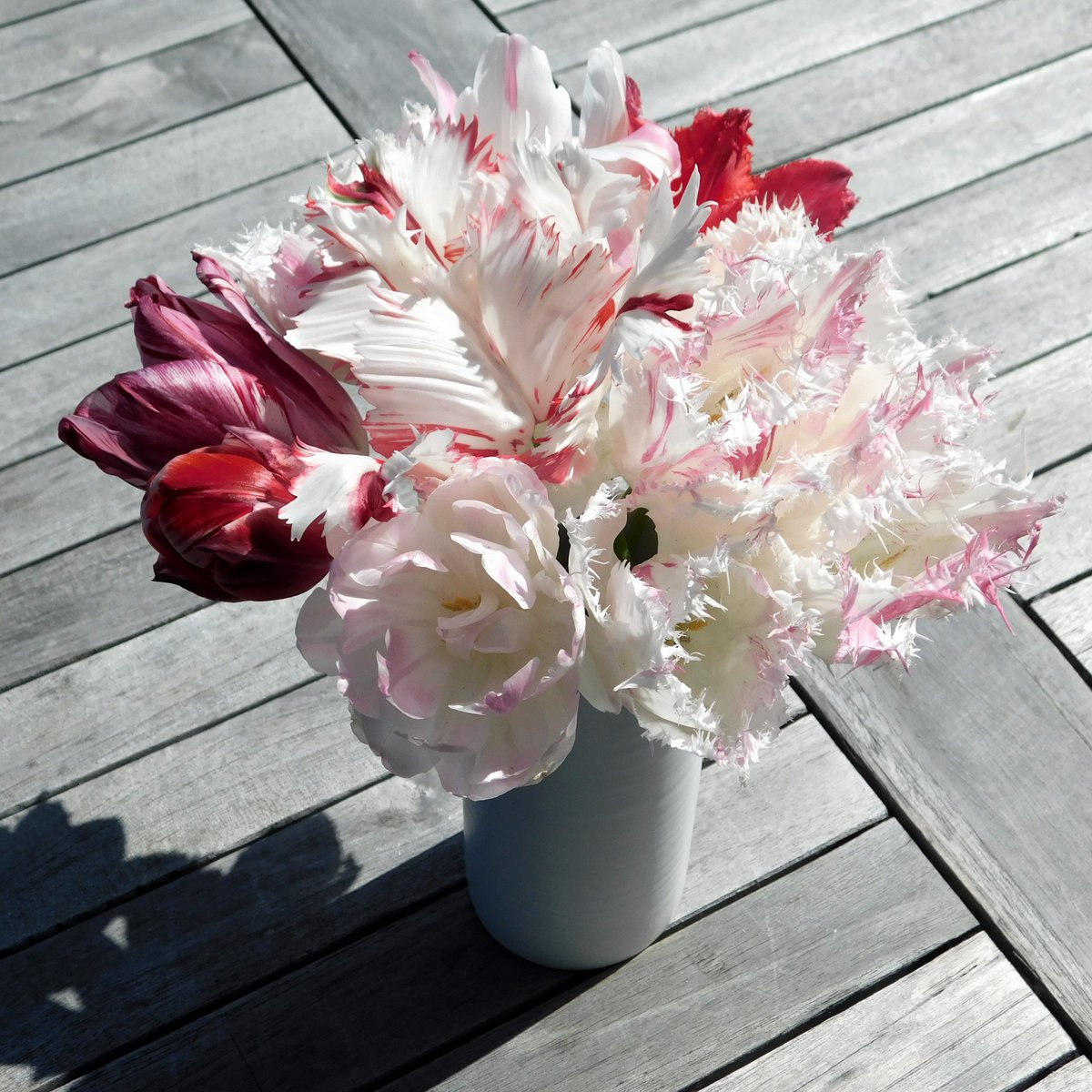 「お早う御座います5月4日、今年のチューリップはこれでおしまいです花壇に残っている」|結城　千里のイラスト