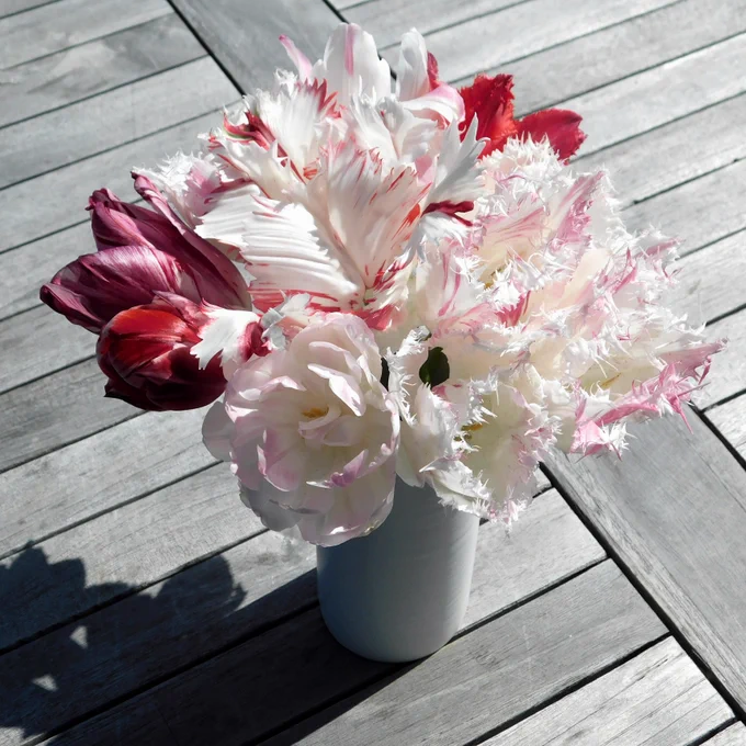 お早う御座います5月4日、今年のチューリップはこれでおしまいです花壇に残っている茎から下のチューリップはそのまま葉が枯れるまで待ち、その後球根を掘り上げします※そのままだと球根が夏を越せませんそして11月頃にまた土の中に戻します#チューリップ #TLを花でいっぱいにしよう 