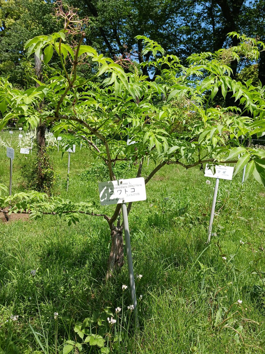 小石川植物園に行ってきました～2😀