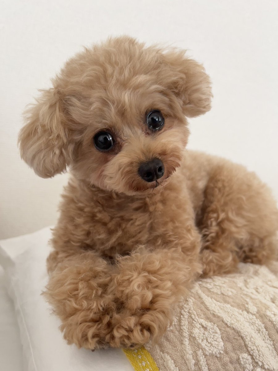 おてて揃えてモデル気取りのおすまし犬