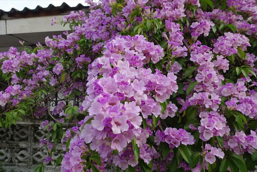 readthecloud's tweet photo. #PlantPlanet ครั้งนี้ วิทย์ ศิริวิทย์ จะมาแนะนำเจ้าไม้เลื้อยดอกสวยที่ตอบโจทย์บ้านยุคใหม่ นอกจากจะรวมพันธุ์ไม้เลื้อยมาให้ ยังบอกต่อวิธีดูแลรักษาอีกด้วย จะมีต้นอะไรบ้าง ไปดูกันเลย #TheCloud https://t.co/QMTtV1BIuq https://t.co/fsbm9ja0Ox