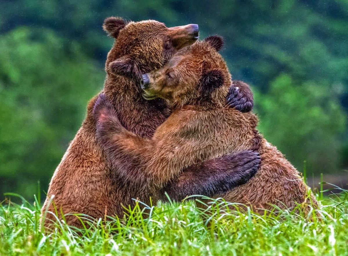 Larry Bears FC tweet media