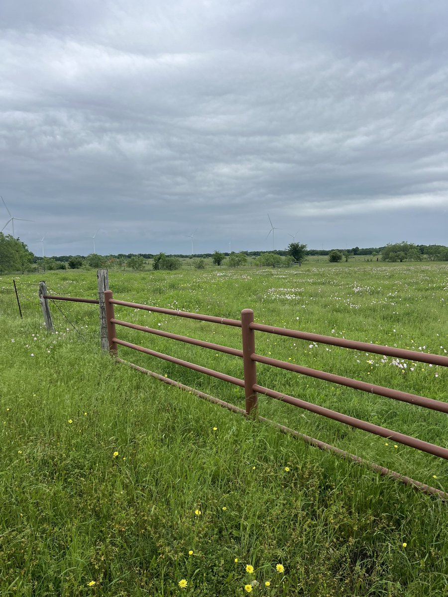 We added a barn 🐈…hard to spot but she is in there. Staring at grass is like free therapy. 🤠
