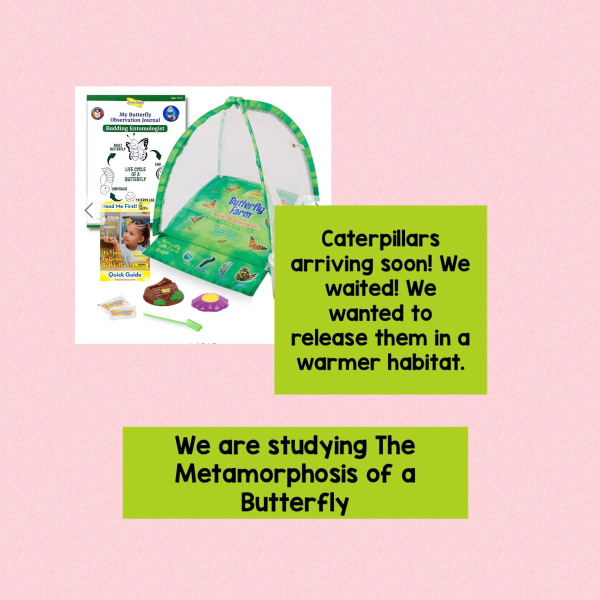 Maestrajenn's tweet image. Students continue to study the metamorphosis of a butterfly. Caterpillars will arrive soon to ensure releasing Painted Lady Butterflies in a warmer habitat. #handsonfun #projectbasedlearning #metamorphosis #biology #togetherness @School5Yonkers @PtaSchool5 @YonkersSchools