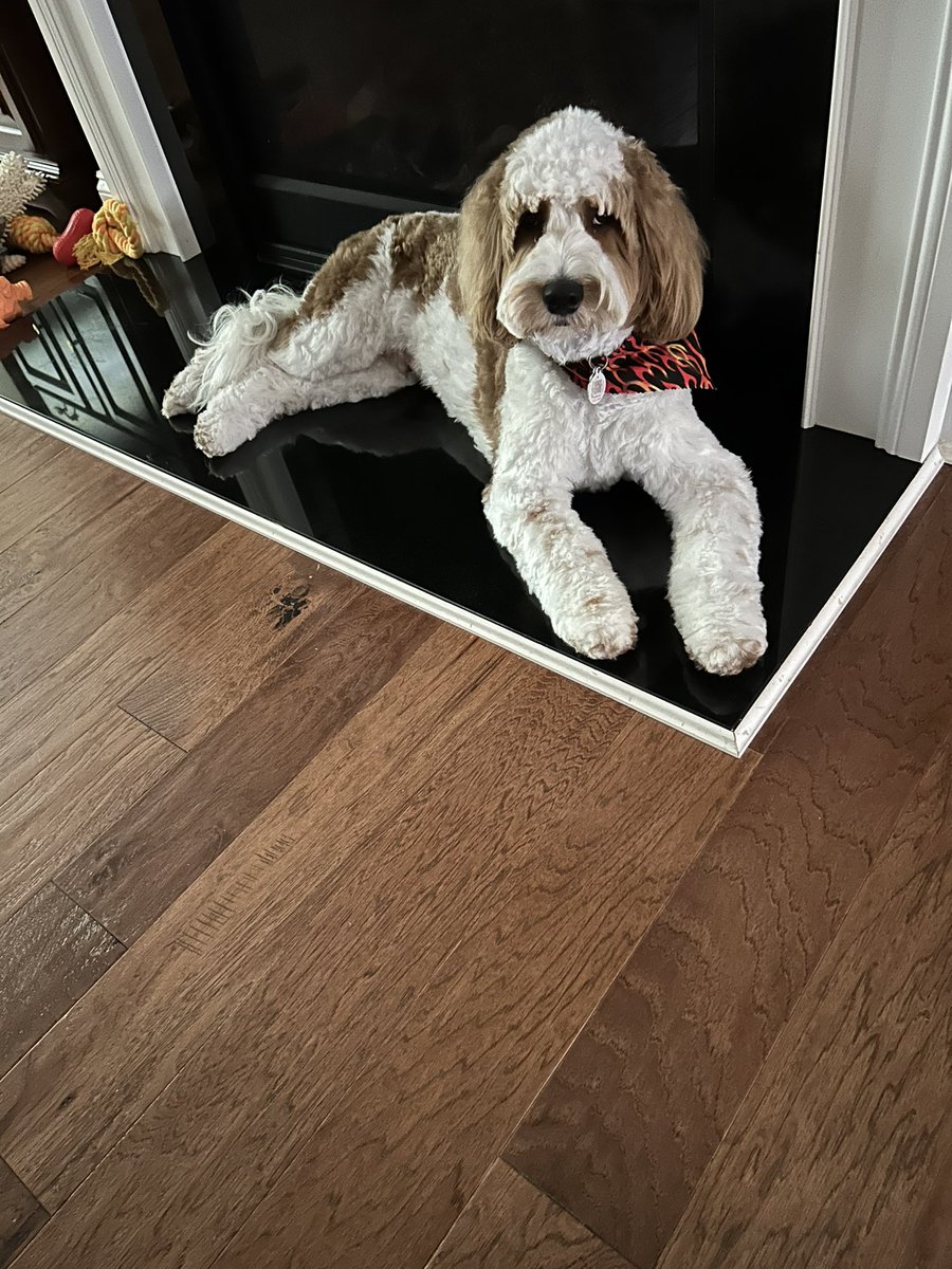 DWSLV's tweet photo. @RepSusanWild Our boy, Sammy https://t.co/GXk4yzoqHf