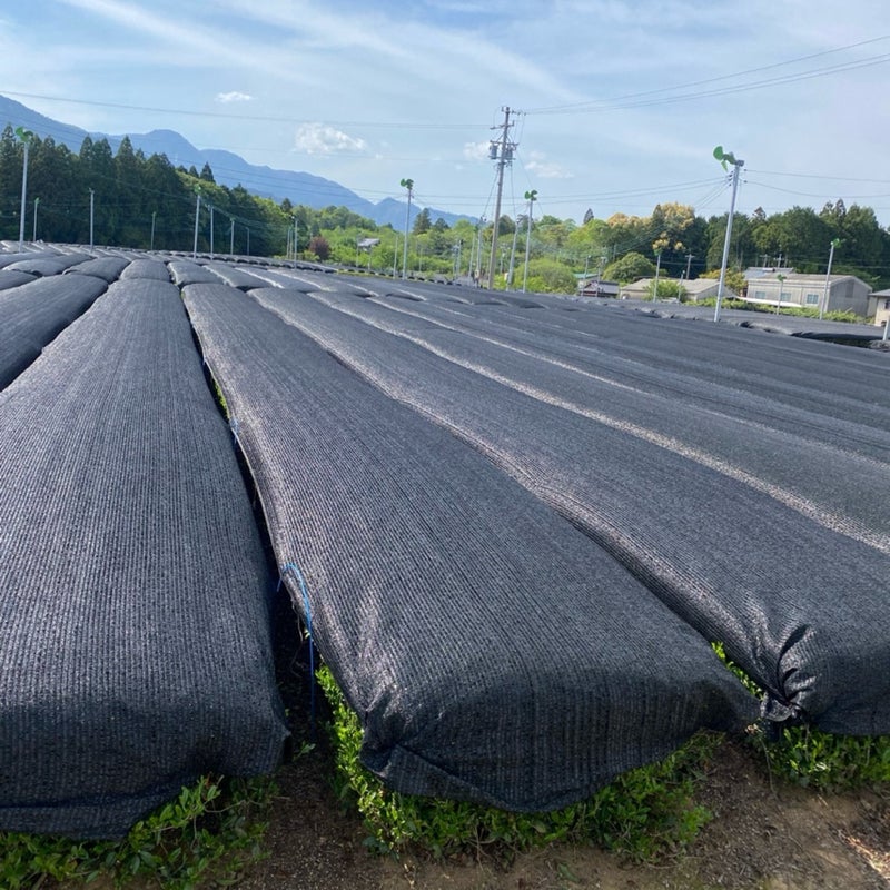 aaa_alliance's tweet photo. #三重県 ☀

#四日市市 にて #ハクビシン対策 。昨年5月に工事が終わり12ヶ月目の定期点��に向かっています😊道中のお茶畑をパシャリ📸八十八夜お茶屋さんが盛り上がる時期ですね！本日も1日頑張っていきまっしょい！

#企業公式が毎朝地元の天気を言い合う https://t.co/xr7KjvUg30