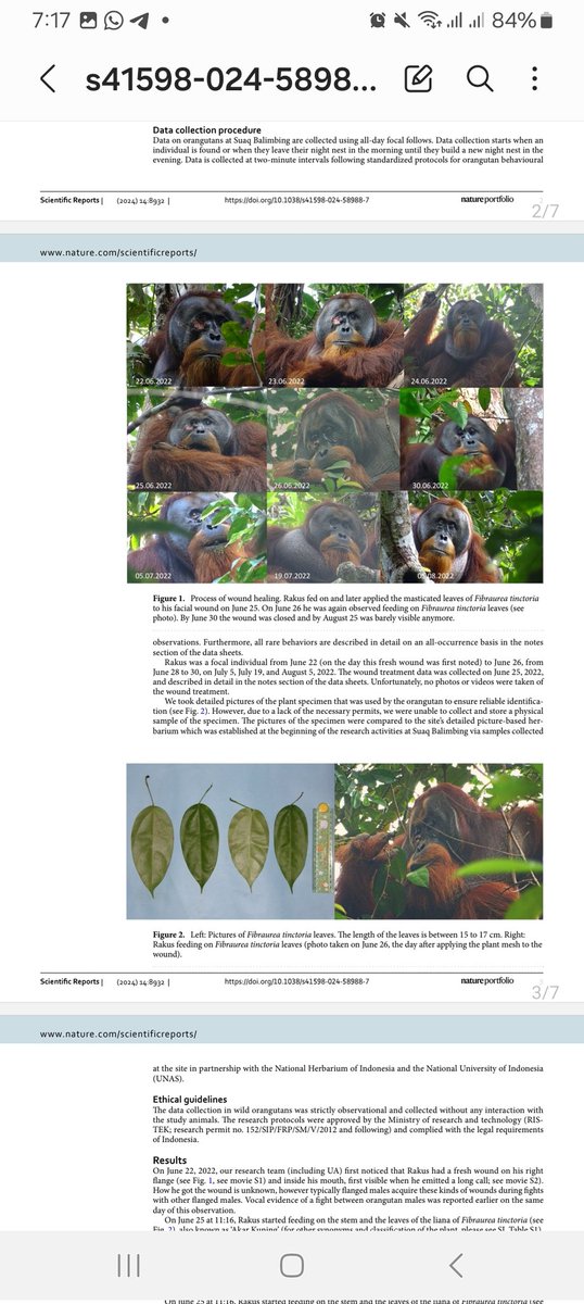 Dunia sains geger karena Orangutan di Aceh Selatan terpantau melakukan pengobatan herbal terhadap lukanya

Pertama kalinya teramati, hewan terbukti memiliki kemampuan kognitif utk melakukan praktek pengobatan

Semoga habitat mereka tidak hancur semua karena ulah manusia