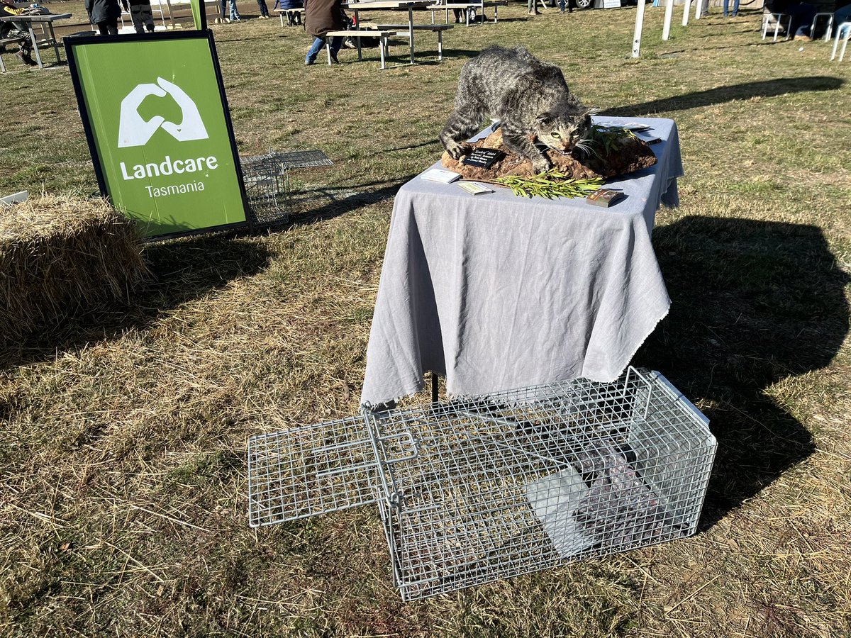 Gbutterfly19's tweet photo. Hanging with my mate Ezekiel again at #agfest, talking #feralcat impacts & mgmt. Ezekiel was caught as part of a feral cat mgmt program run by a local Landcare Tas group. They have seen more bandicoots, quolls, devils & native birds since they started controlling cats 4 yrs ago. https://t.co/7eayxdLdmq