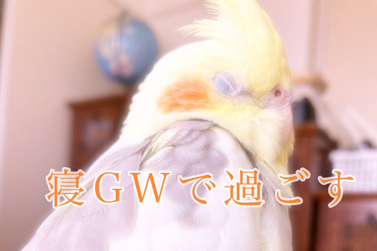 #オカメインコ
#cockatiel