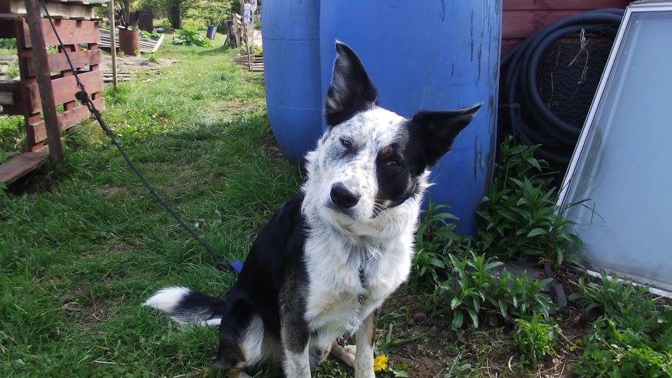 'I saw you looking at that Husky!

You can drool over Husqvarna stuff, other dogs; NO!'

Shadow tells me off for petting a Husky.

#DogsOfTwitter
#RescueDogs
#WorkingDogs