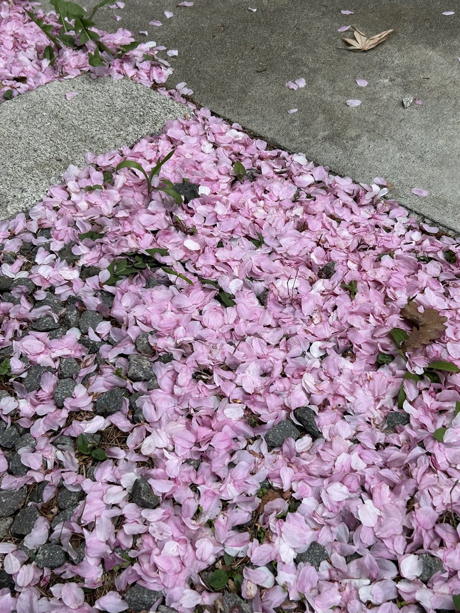 ホテル内の敷地に桜が散って ピンクカーペットになってました🌸 風が強いので桜がそろそろ散ってしまいそうです🥺