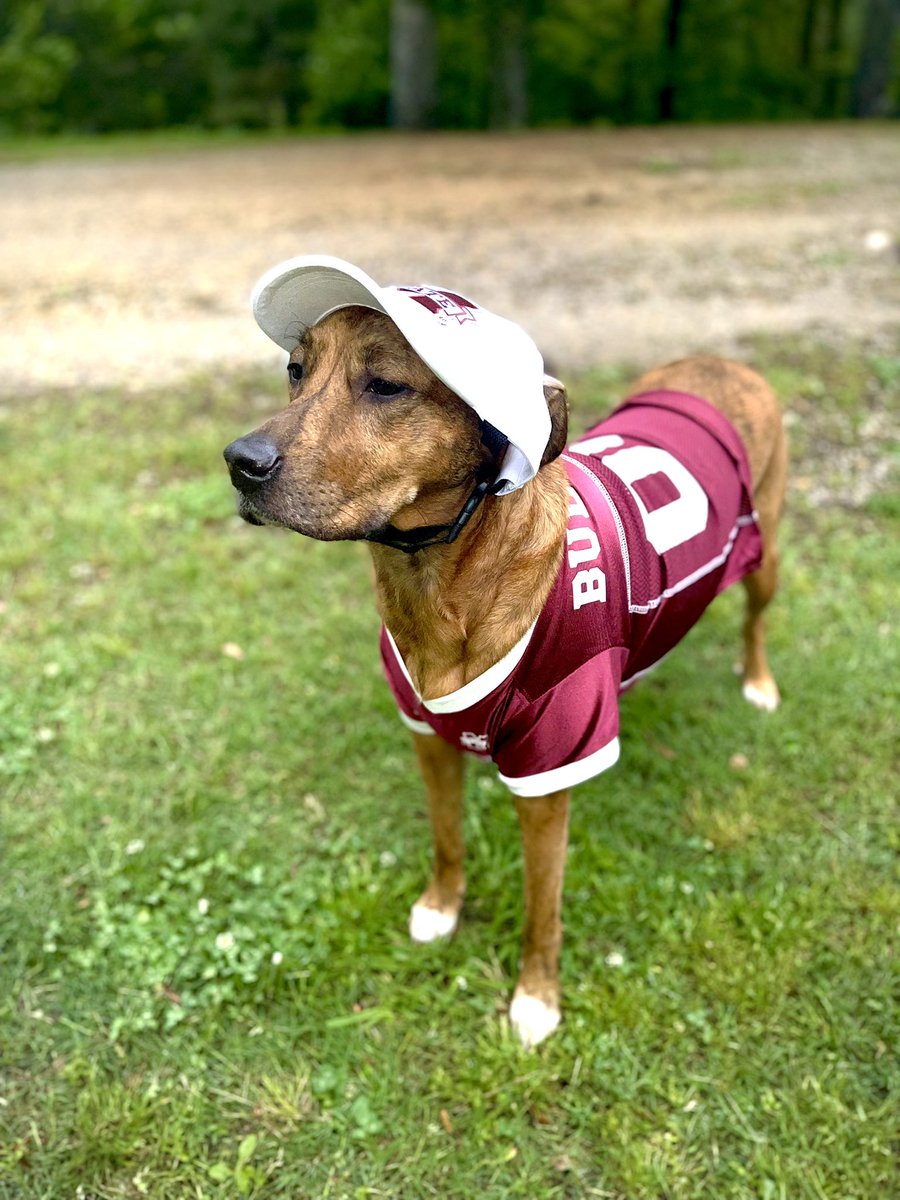 LeahGraham09's tweet photo. my Lexie girl was ready to come watch @HailStateSB but the rain messed us up! we are cheering y’all on from home tonight🐶❤️ #HailState https://t.co/QvH1oV76q6