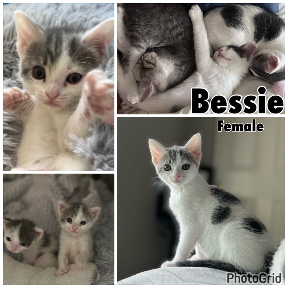 Available 5/4 “Bessie” Female 11 Weeks Gets along with cats and people of all ages. Has not had contact with dogs. Eating Purina One kitten shelterluv.com/matchme/adopt/… #adoptdontshop #adoptme #kittens #petsmart1184 #roseville