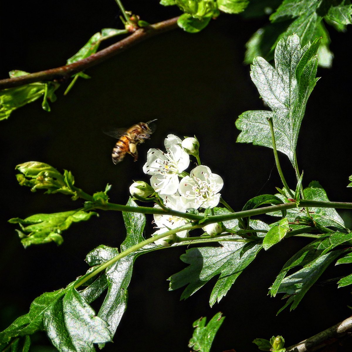 Lots of busy bees today 💚🐝