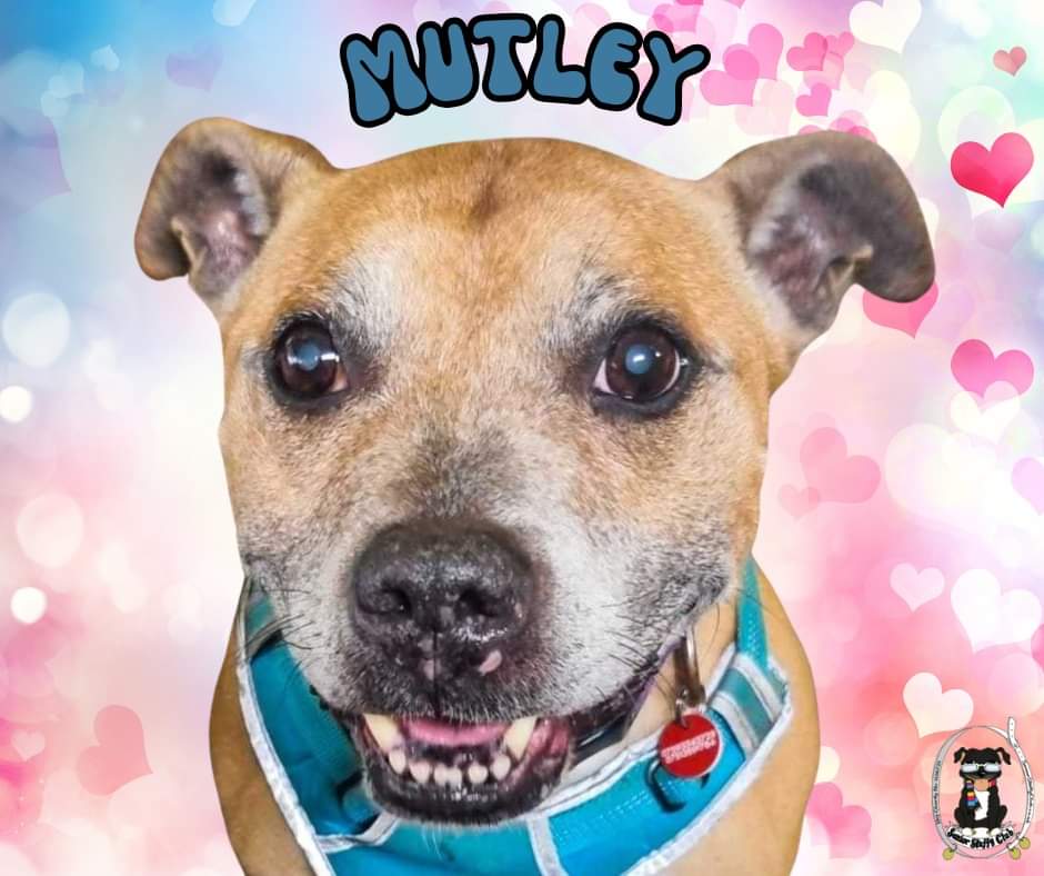 Na night from Mutley! 💤 I've been having a blast in me foster home, It's been pawsitively amazing, but I can't wait to find my forever sofa snuggle spot! So,quick question: Do you have a cosy spot on your sofa just waiting for a Mutley-sized cuddle buddy? seniorstaffyclub.co.uk/adopt-a-staffy…