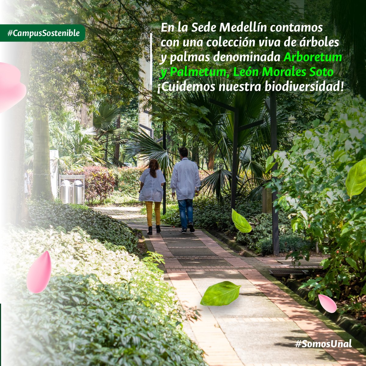 #SomosBiodiversidad La Universidad Nacional Sede @MedellinUNAL desempeña un papel crucial como custodia de la biodiversidad y del conocimiento botánico en la ciudad🌿La sostenibilidad ambiental es un compromiso de todos 💪 #SomosUNAL #SostenibilidadUNAL