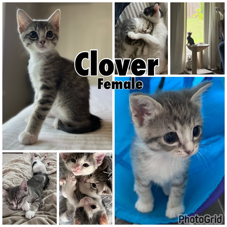 Available 5/4 “Clover” Female 11 Weeks Gets along with cats and people of all ages. Has not had contact with dogs. Eating Purina One kitten shelterluv.com/matchme/adopt/… #adoptdontshop #adoptme #kittens #petsmart1184 #rosevilleca