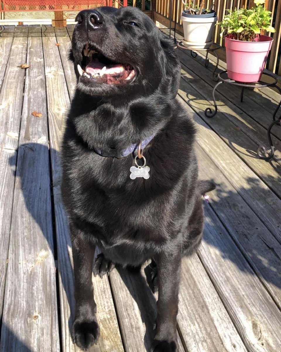 LaConteuse's tweet photo. #WeeklyGrind Rough week but getting back into the groove. Saying goodbye to Nestlé was a gut punch, especially when FB reminded us we adopted him 14 years ago yesterday. I’m out working on #inkybonespress anthos &amp; some writing 📚✍🏼. Here’s a pic of Nestlé, just bc. 😊 Happy wknd! https://t.co/DeAzuEs7oL