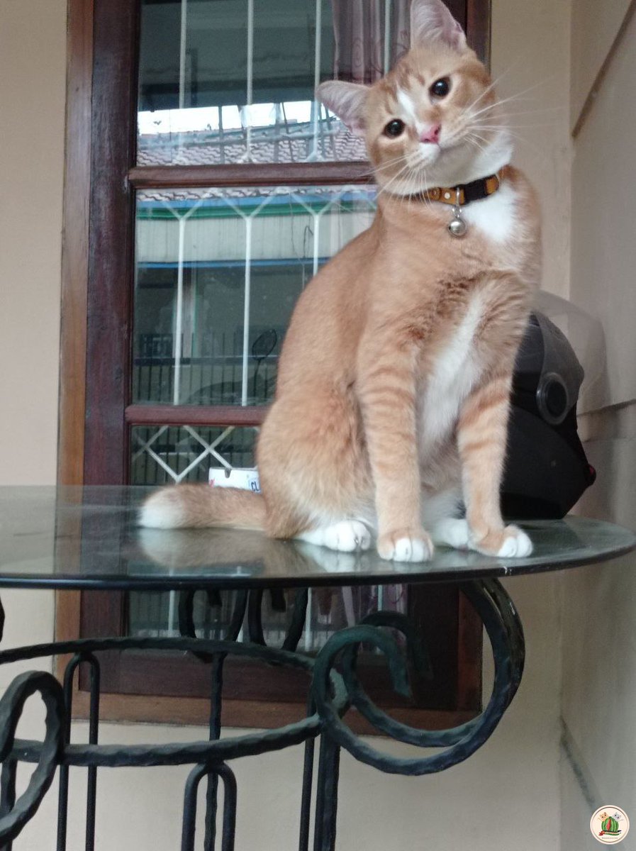 kochengfs's tweet photo. Kcg! Area kelurahan bahagia kec. Babelan &amp; sekitarny, siapa tau ada yg liat kucingku hilang dr semalam. Dia ga pernah keluar rumah krn takut kucing lain, semalem kecolongan. Pake kalung namanya cemeng dan ada no. Hp nya 😔 https://t.co/SbjKlIJW4h