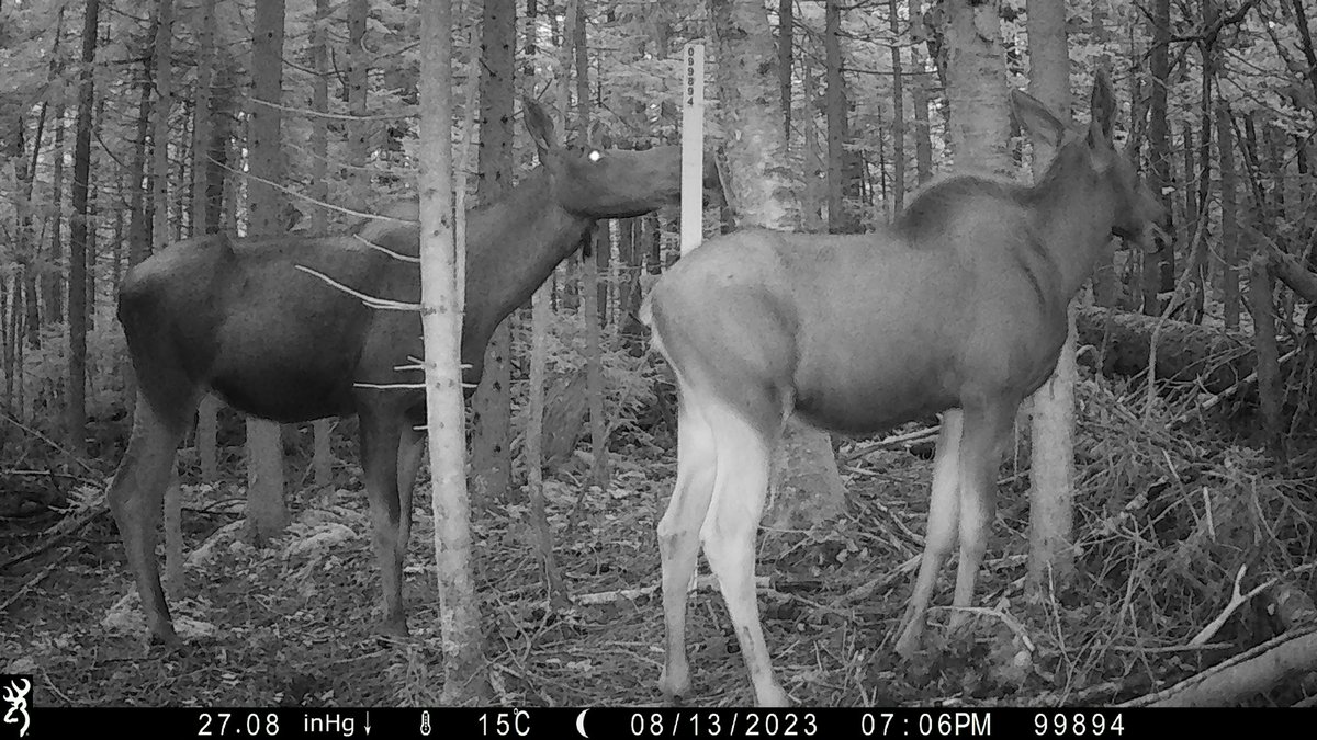 Moose populations in New York and New England face an uncertain future due to climate change, increasing deer populations, and parasite impacts. <a href="/AIMcameratrap/">AIM Network</a> and <a href="/NEWildNet/">Northeast Wildlife</a> collaborators are working hard to collect monitoring data across this landscape. <a href="/sunyesf/">SUNY ESF</a> <a href="/Roosevelt_ESF/">Roosevelt Wild Life Station</a>