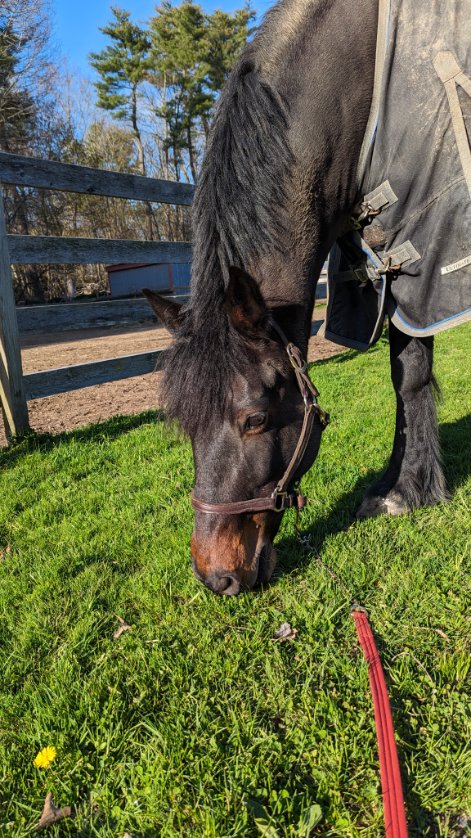 So many TC photos to go through still. Please do send me yours if we have any together! 

Back with my main squeeze at home, Charlie. She needs to work on her selfie game. 😂 My OG partner, Finn, was more interested in eating, but he fits the camera frame easier haha.