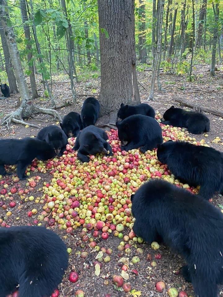 Look at these bears eating apples🐻
#AnimalsLover