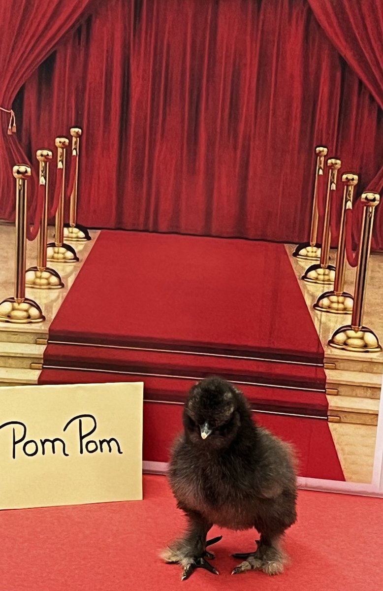 Introducing the “Fab Four!”  ⁦<a href="/CMSmtolive/">CMS Elementary School</a>⁩ ⁦<a href="/NicoleMusarra/">Nicole Musarra</a>⁩ ⁦@ashleylopez210⁩