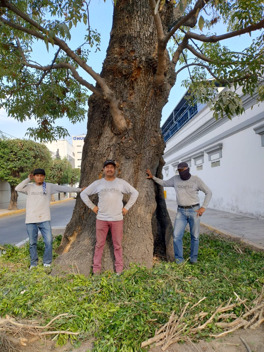 El día de hoy Orlando de @ArborismoC con el equipo de #Xochipilli acudieron a colocar ramas para el #acolchado en el #FresnodeEstomatología.
Aportaciones que contribuyen a su preservación.
¡Gestión participativa!
#ÁrbolesPatrimoniales #EspacioPúblico #ParticipaciónSocial