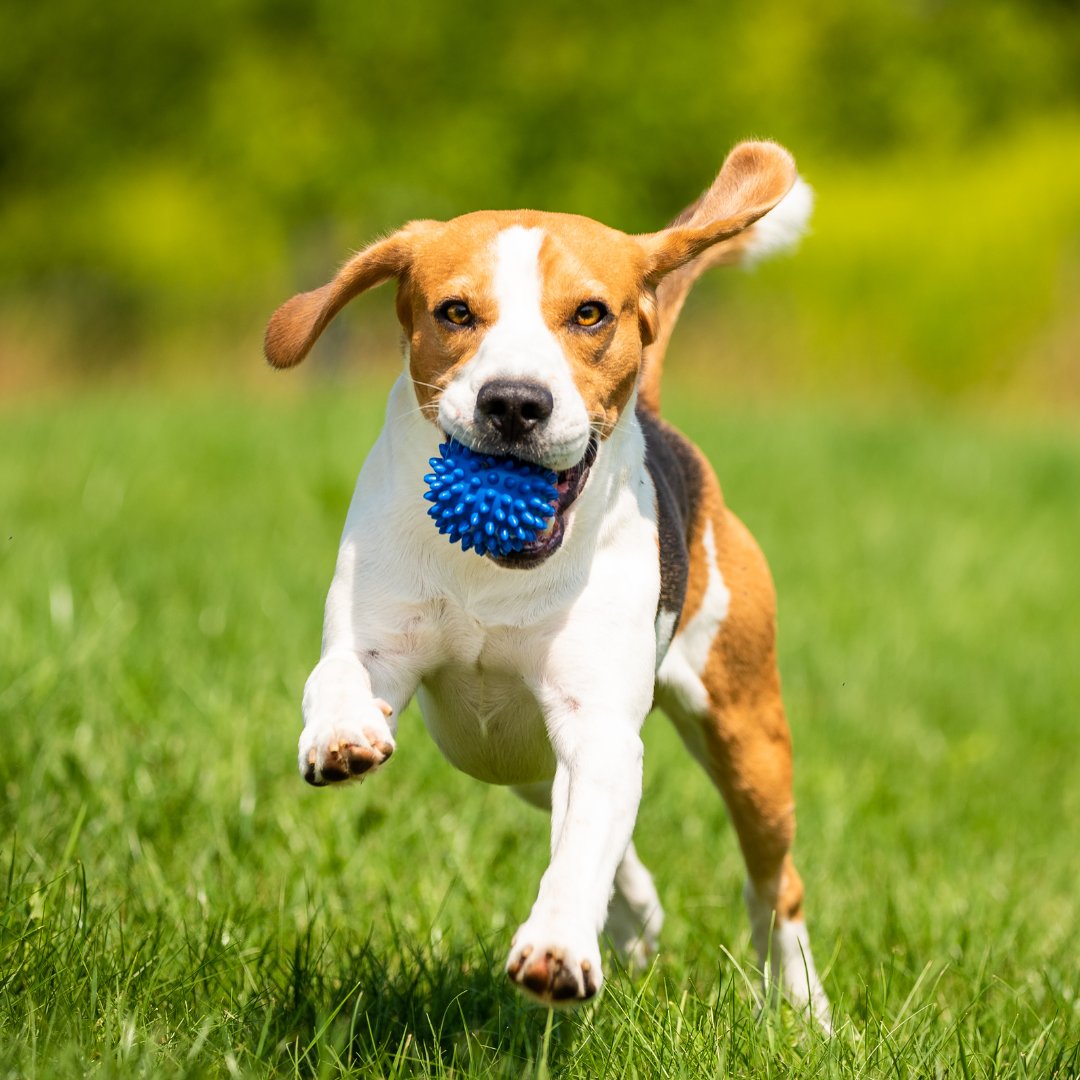 Managing an apartment complex or on an HOA board? Have you considered the installation of a dog park? Dog parks are an attractive amenity to pet owners. They also help reduce the mess throughout the community. They're a win-win solution.  #knoxtn #dogpoop