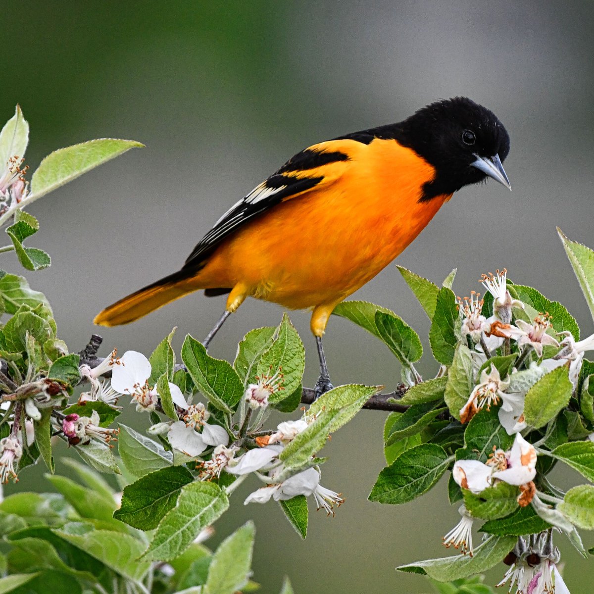 Baltimore Oriole posing on the way out of the Marine Park Salt Marsh Nature Center in Brooklyn today.