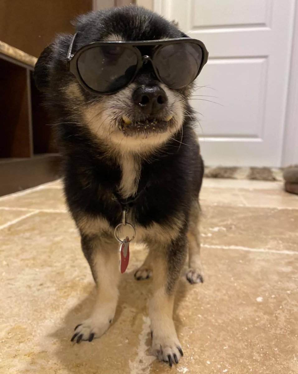 My son used to dress our dog up in his toy’s accessories. This is Officer Pequeno.