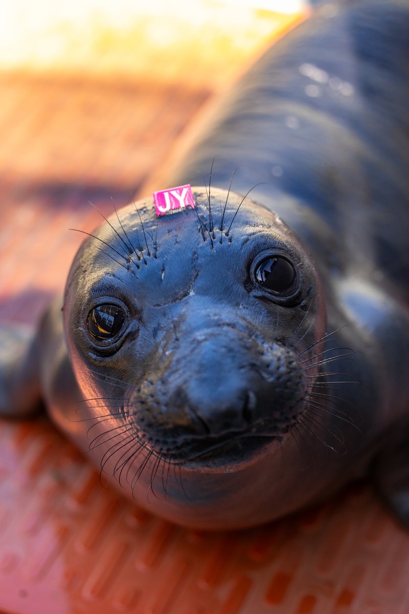 #ElephantSeal Stewie is sporting a hat tag 🎩 a lightweight, biodegradable tag attached with non-toxic glue. They help our animal care teams easily identify patients so they can receive individualized care 💖 Learn all about these innovative tags at bit.ly/3hNNLEz.