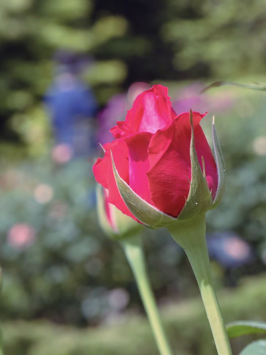 秘めるわたしの恋心 #GM #恋心 #旧古河庭園 #春のバラフェスティバル #薔薇 #TLを花でいっぱいにしよう #春 #flower #nature #Photography #OM写真投稿 #写真好きな人と繋がりたい #ファインダー越しの私の世界 #キリトリセカイ #写真で伝えたい私の世界