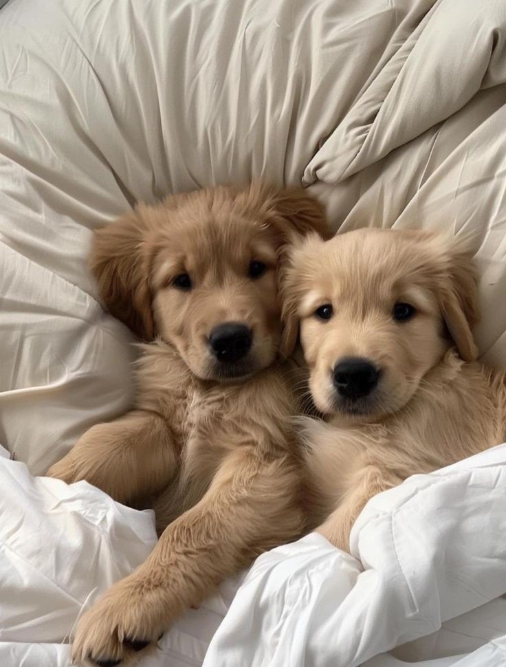 Animal Lover (@animal_fanlover) on Twitter photo 