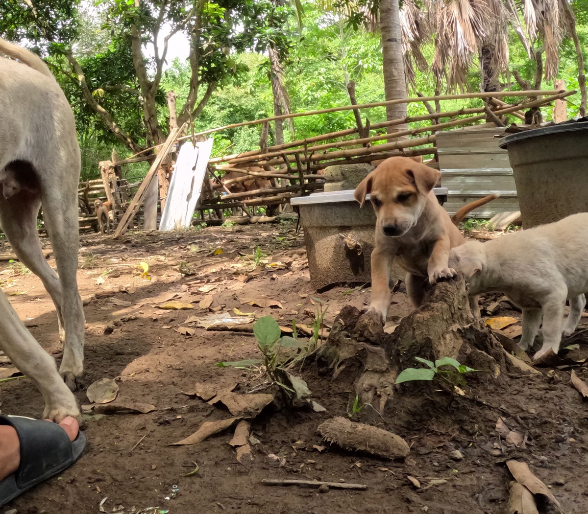 Their daily play consists of chasing, fetching, jumping, and leaping. Want to know more about them? Check out our page.
#dogrescue #dogs #rescue #dogshelter #animals #pet #doglovers #happydog #puppies