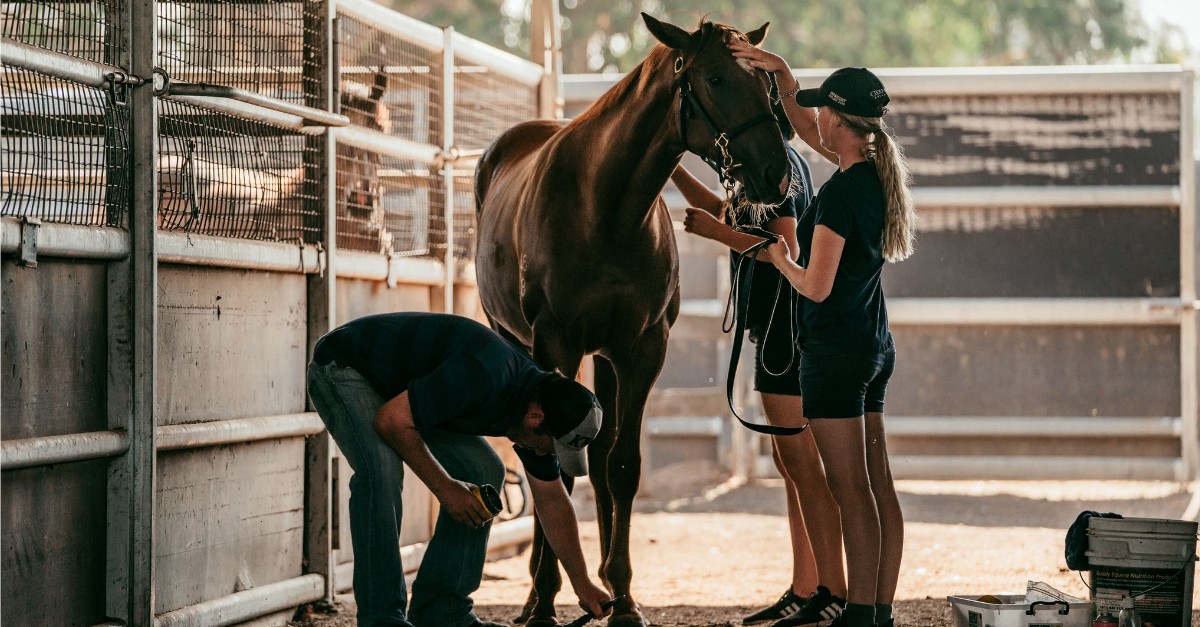 🌟 APPLICATIONS EXTENDED 🌟 The 2024 #LesYoung Scholarship applications have been extended & will close Weds 8 May 2024. Aimed at moulding futures in the #thoroughbredhorse industry,providing invaluable support & career growth opportunities 🐎 Apply now 👉 bit.ly/4909YI6