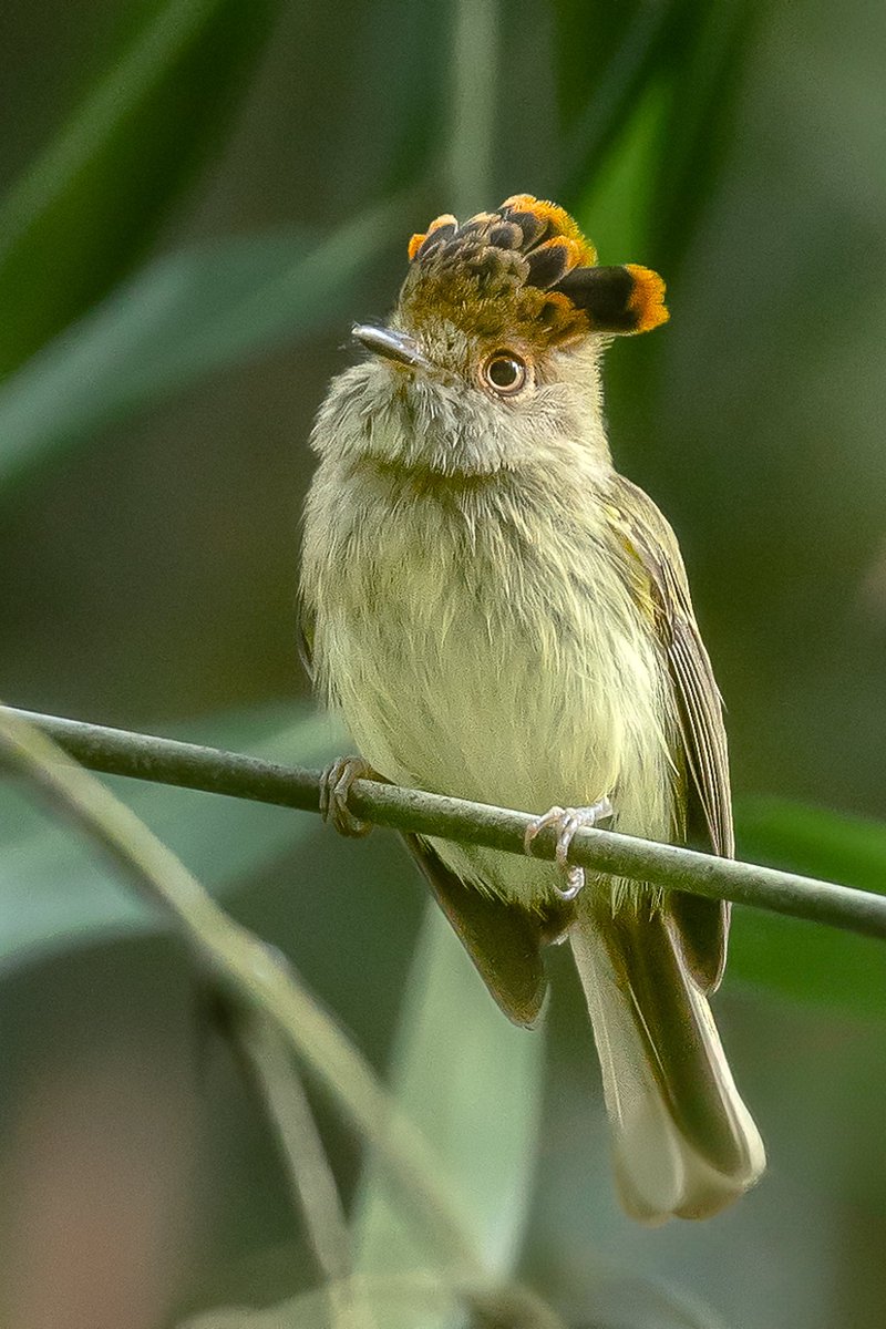 Tiranuelo Crestibarrado/Scale-crested Pygmy-Tyrant/Lophotriccus pileatus #birding #birds_adored #birdinglife #birdingphotography #birdsonearth #planethearth #tnclatinoamerica #colombiabirds #avesdecolombia #birdwatching #birdwatcher