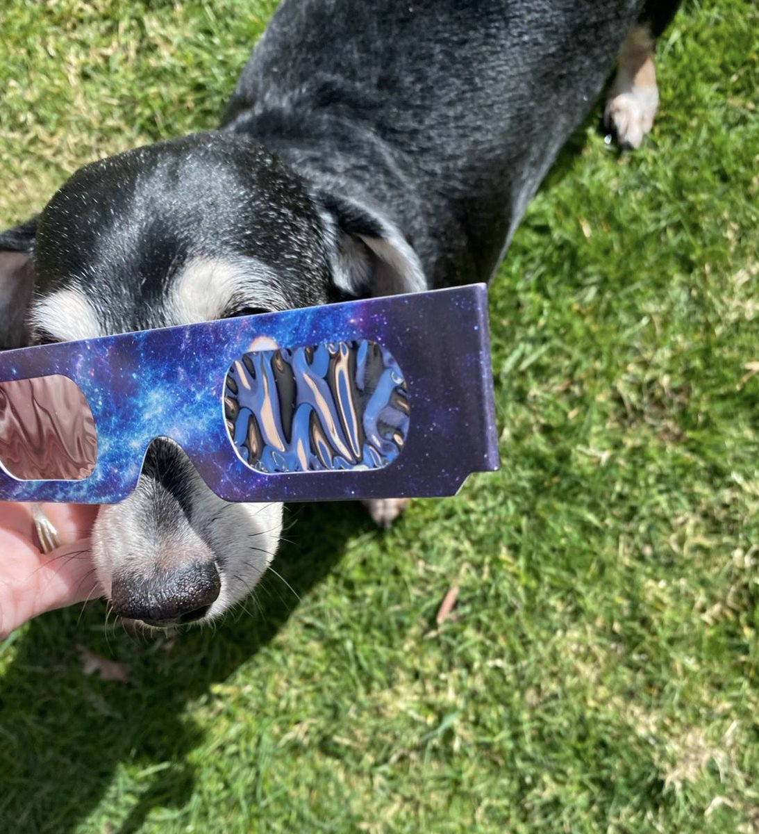 @krassenstein Cute Ur Dog Sunglasses. My 2 Dogs For Watched #SolarEclipse2024 Last April 8Th 😎