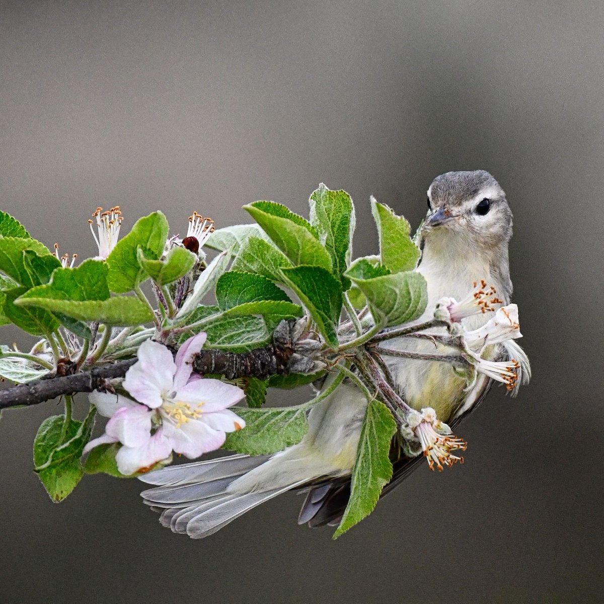 Warbling Vireo feasting at the Marine Park Salt Marsh Nature Center in Brooklyn today.