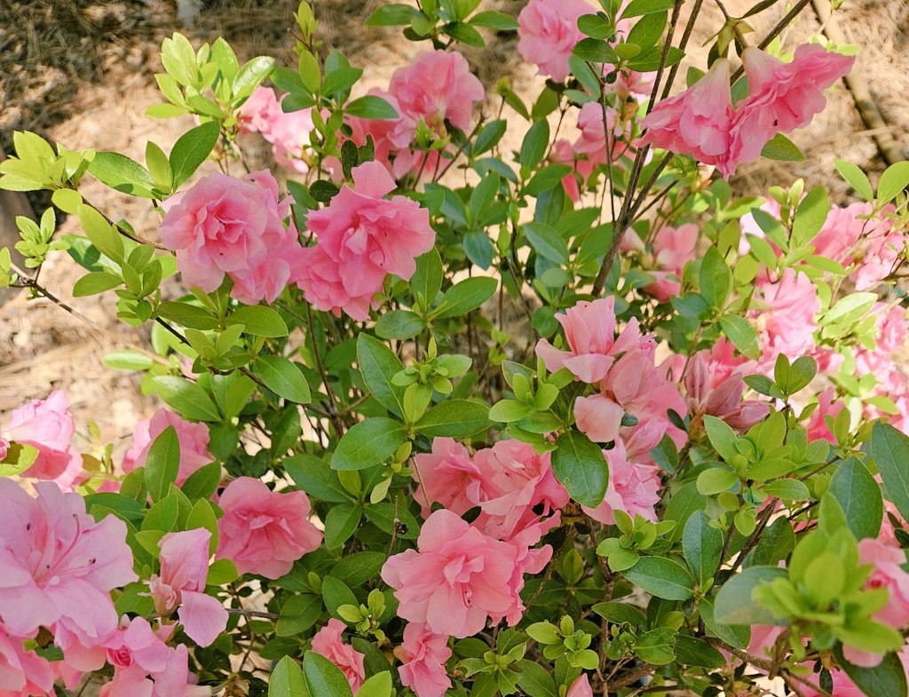 #FridayFlowers
'Rosebud' azalea