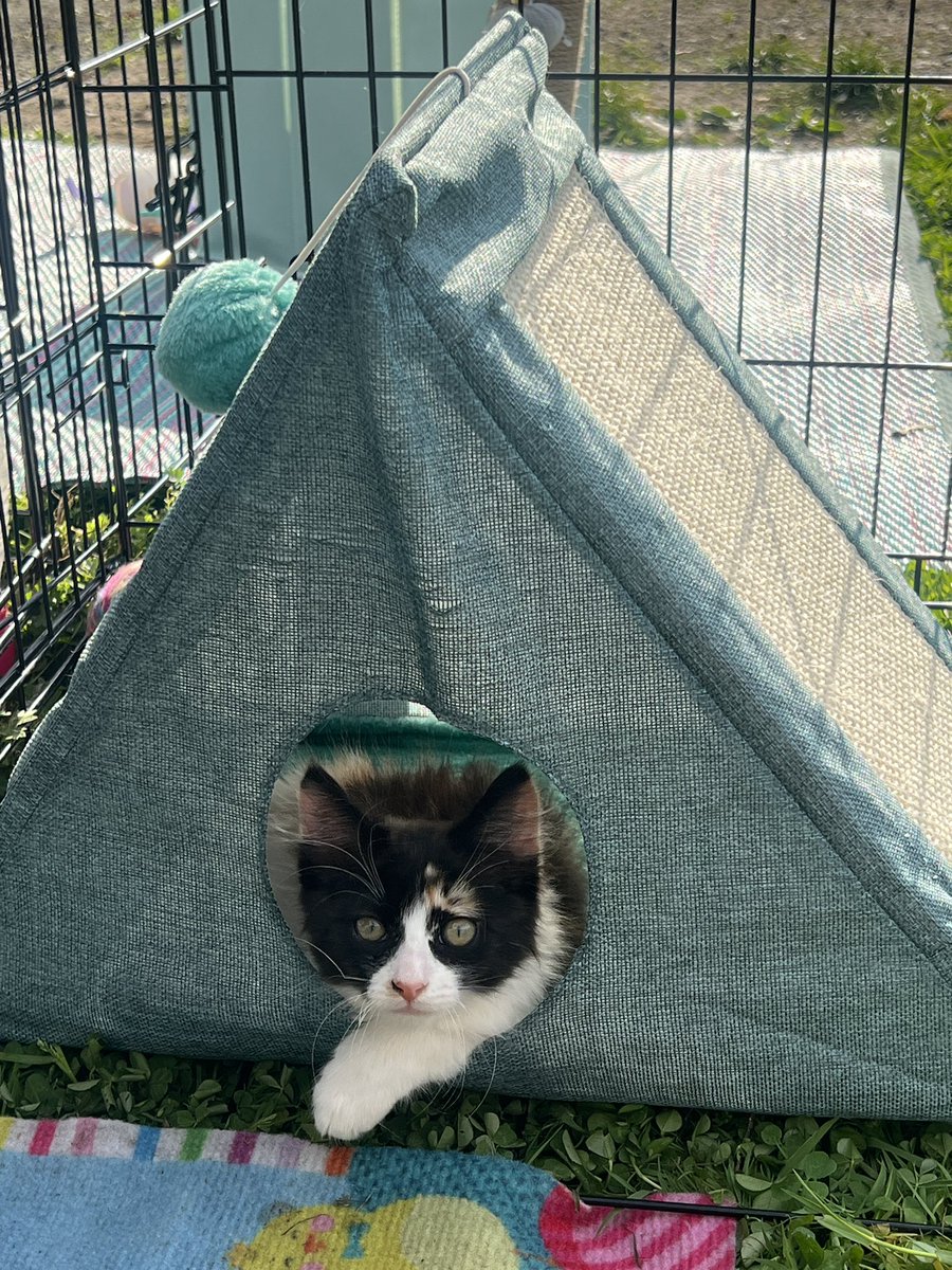 Just a cat enjoying the beautiful weather #cat#spring#outisde#calico#sunny