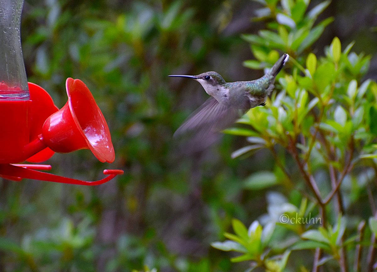 #AlphabetChallenge #WeekR R is for Ruby-throated hummingbird. #Birds #BirdTwitter #MyYardMyBirds