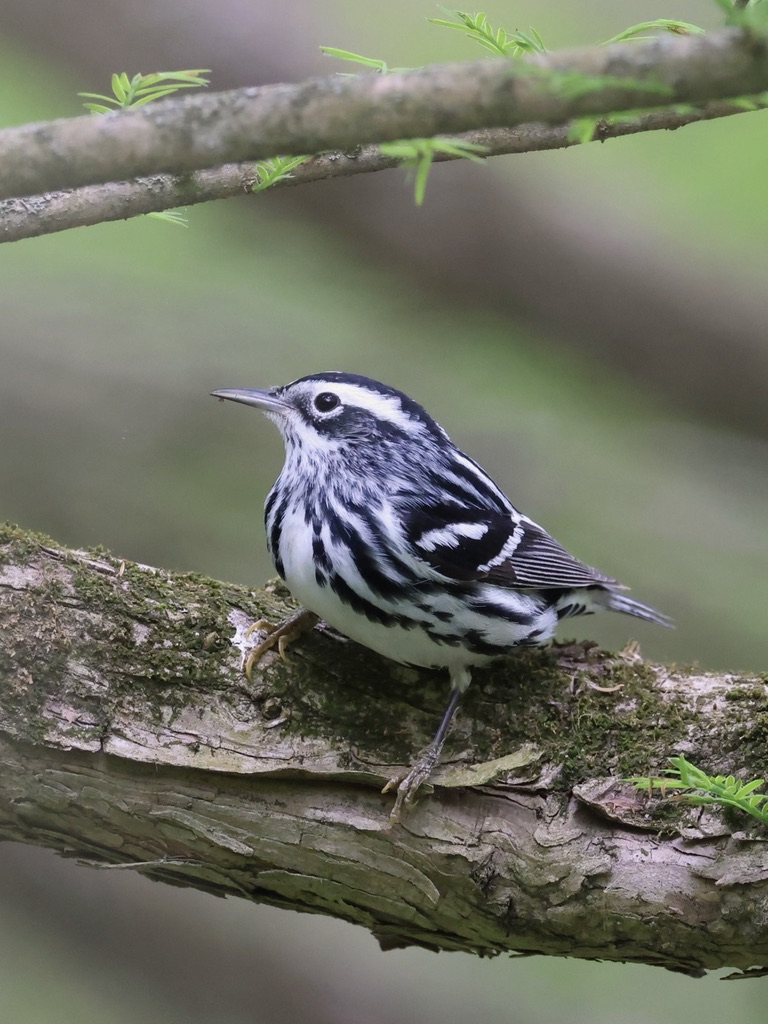 Another lovely warbler today! The striking Black-and-white Warbler, busily eating after a long journey