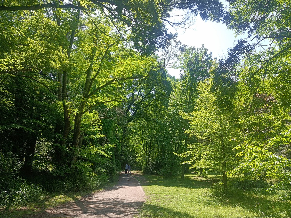 小石川植物園
例年より暑い日が多かったせいか花はだいぶ終わってるものが多いですが緑が元気ですね