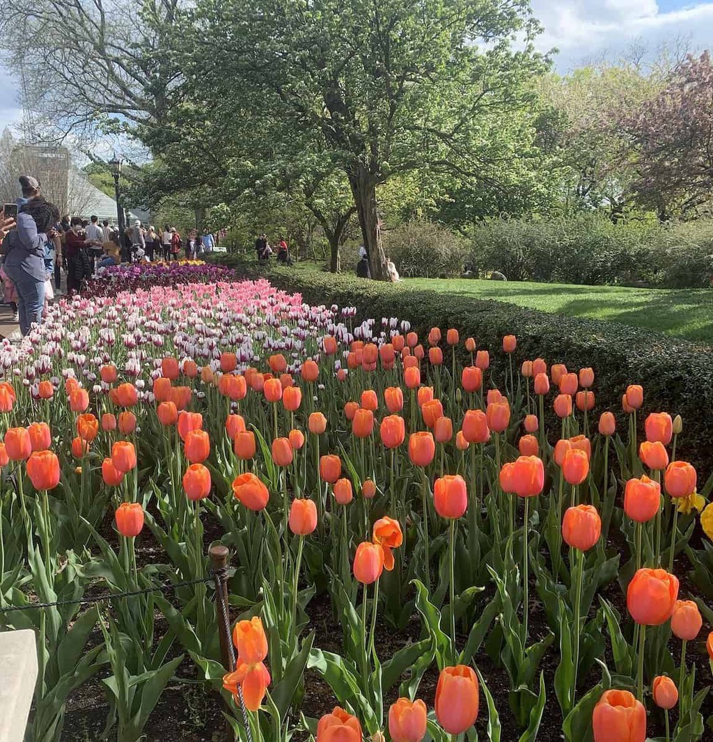 It is a National Historic Landmark and one of the largest botanical gardens in the United States.

Read the full article: New York Botanical Garden and Brooklyn Botanic Garden
▸ lttr.ai/ASLqJ

#NationalHistoricLandmark #YorkCity #Tips