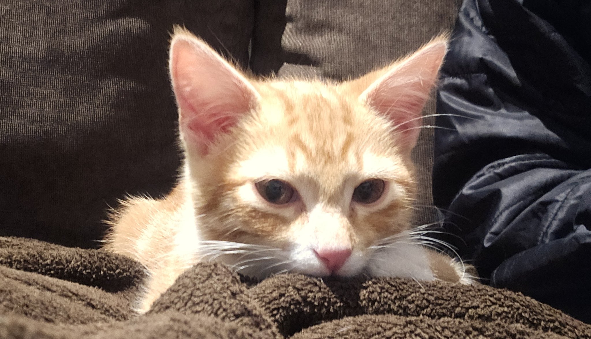 Qué gato tan educado! : r/cat, image size:2048x1176