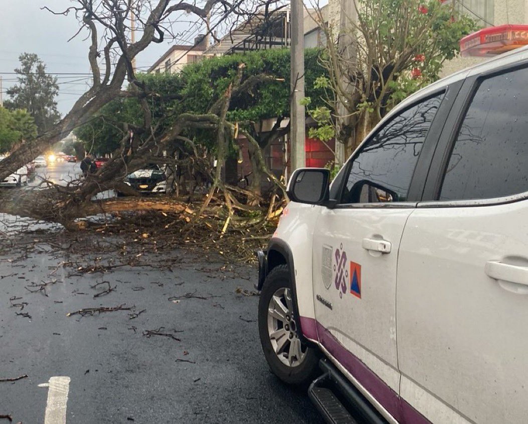 En Oroya y Atavíalo, Col. Lindavista, @TuAlcaldiaGAM, se registró la caída de un árbol de 15 m de longitud y 1 m de diámetro, sin causar afectaciones mayores. Es seccionado por @Bomberos_CDMX y personal de la @SGIRPC_CDMX.