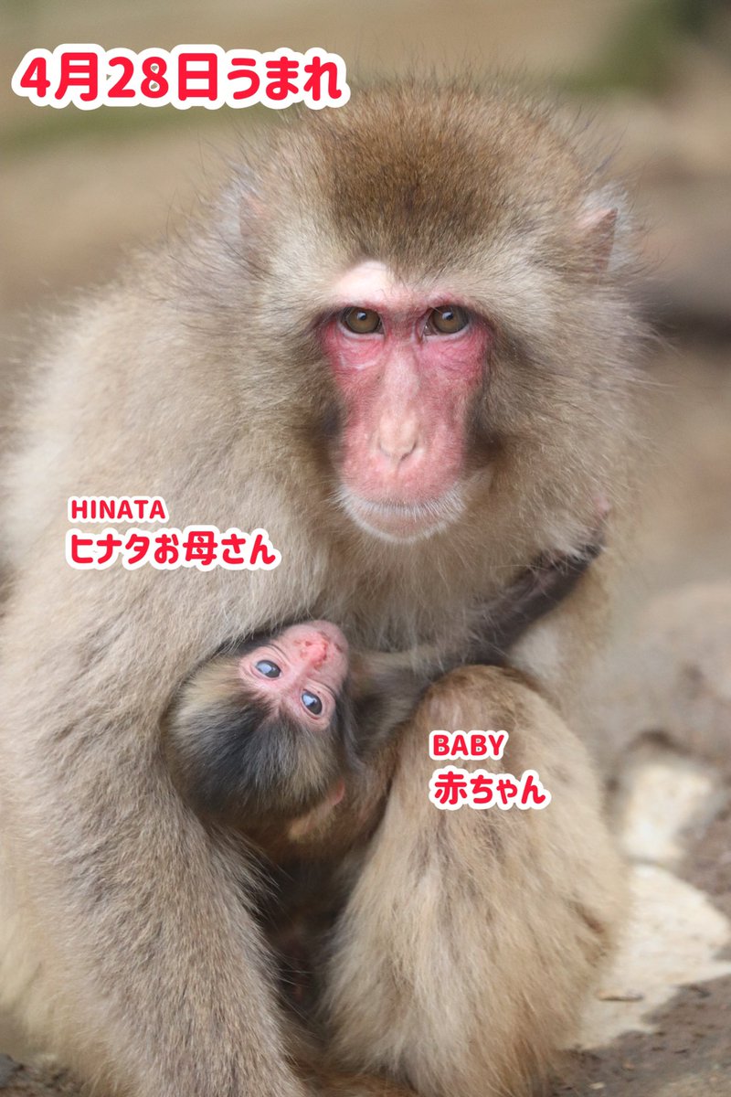 【赤ちゃん誕生】
4月28日にヒナタちゃんが出産しました✨
小さな可愛い赤ちゃんです。お母さんも初めての赤ちゃんに緊張していますが、頑張って子育てをしています。優しく見守って下さい。
#高尾山　#さる園　#mttakao 
#babymonkey